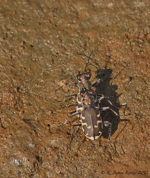 Cicindela repanda